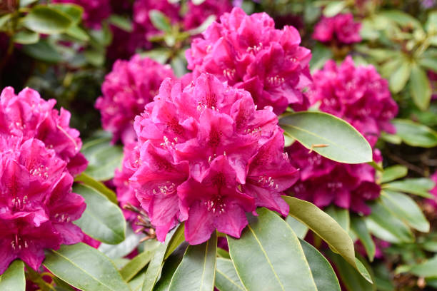 istock Rhododendron in different colours and varieties 1154435641