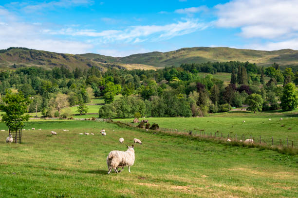 istock View of rural Scotland with sheep. 1154435789