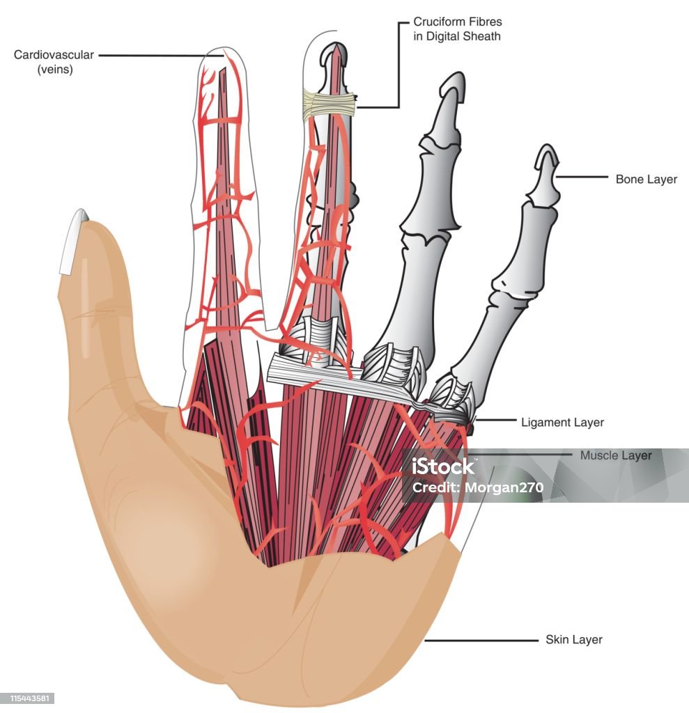 Mano de médico ilustración - arte vectorial de Efecto de multi capa libre de derechos