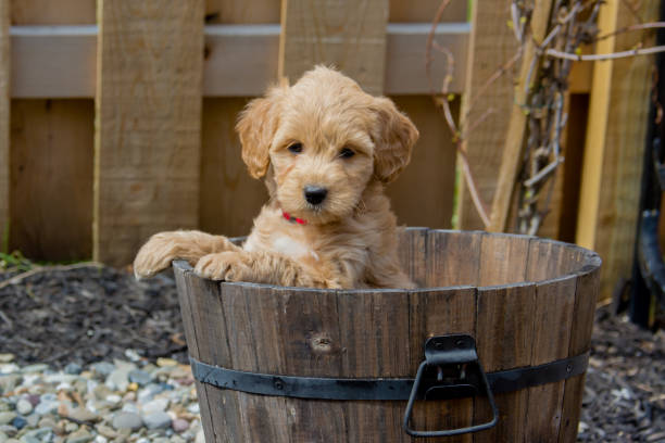 Mini Goldendoodle puppy showing cuteness The F1b Mini Goldendoodle is produced by crossing a F1 Goldendoodle which is half golden retriever and half standard poodle with a mini poodle. goldendoodle stock pictures, royalty-free photos & images