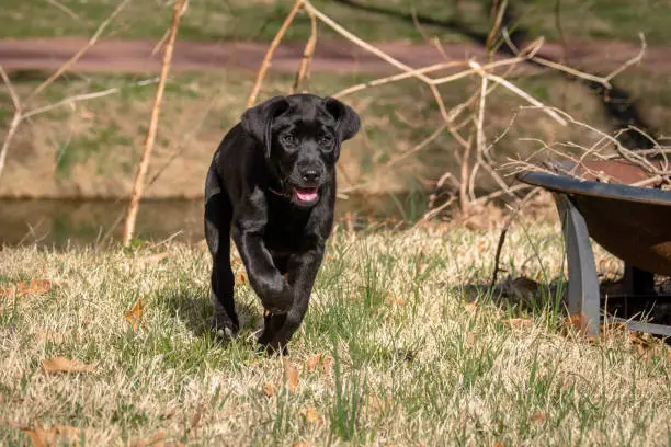 Photo of Black Labrador puppy running happy