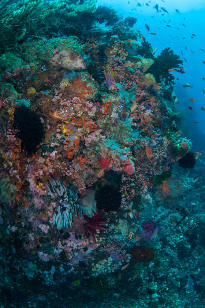 istock Diverse Coral Reef in Indonesia 1154436796