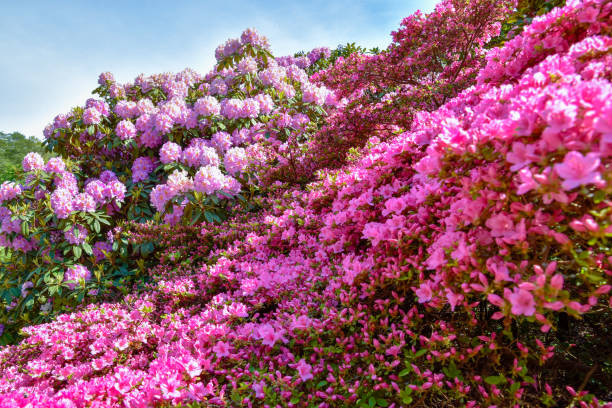 istock Rhododendron in different colours and varieties 1154436879