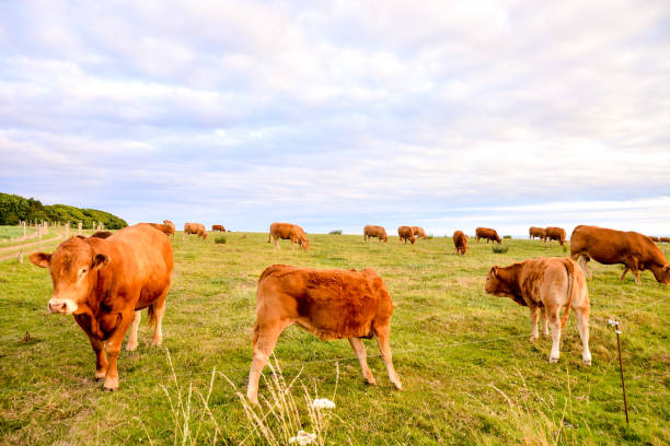 istock Curious french brown cow in a meadow 1154437132