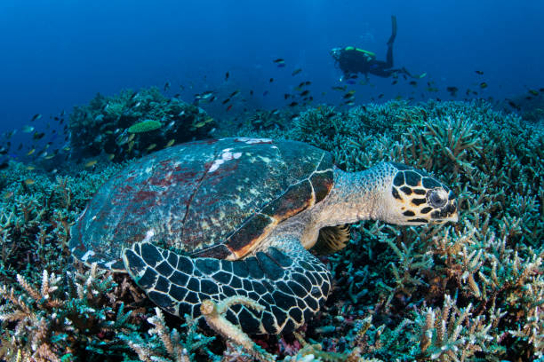 istock Hawksbill Turtle and Diver in Indonesia 1154438067