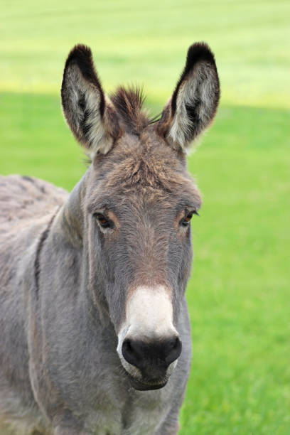 istock portrait of a cute donkey 1154438233
