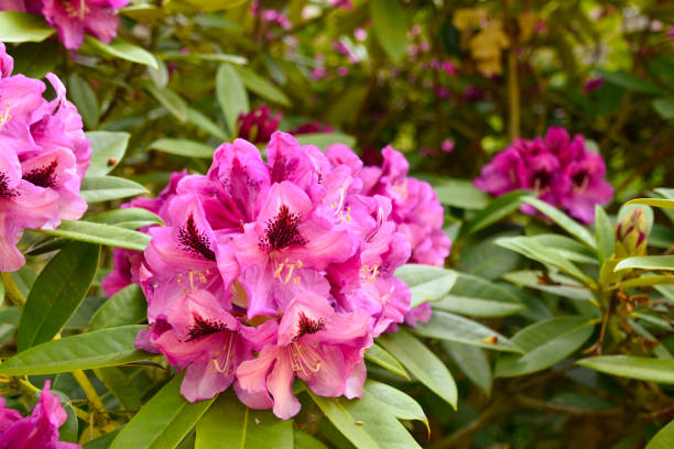 istock Rhododendron in different colours and varieties 1154438303