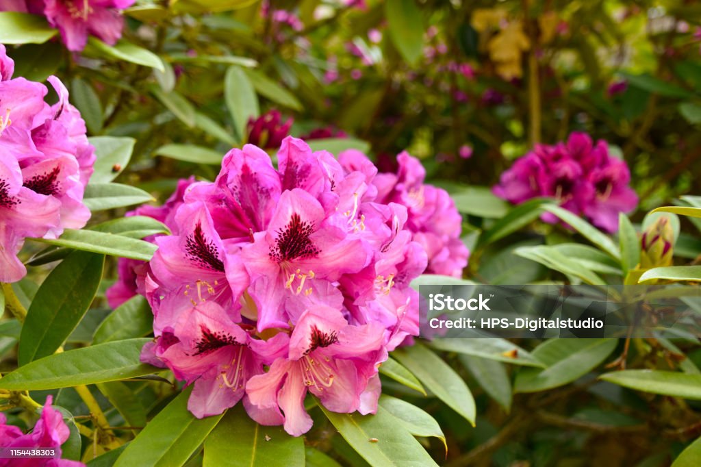 Popular Rhododendron Colors Rhododendron In Different Colours And Varieties Stock Photo - Download ...