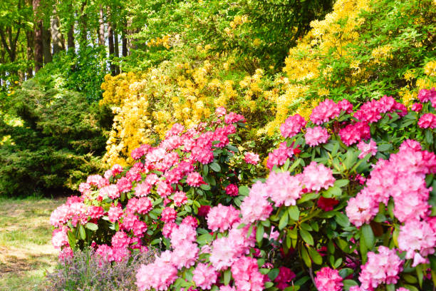 istock Rhododendron in different colours and varieties 1154439245