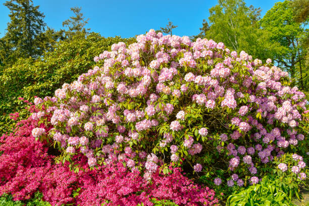 istock Rhododendron in different colours and varieties 1154440117