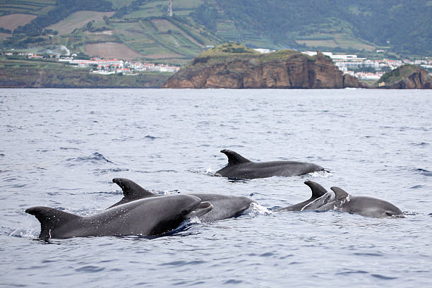 frasco-de-nariz-golfinhos no mar açores - san miguel imagens e fotografias de stock