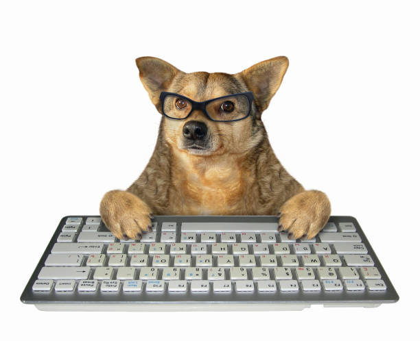 istock Dog in glasses with a white keyboard 1154441185