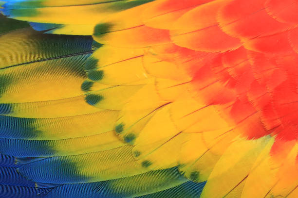 istock Multicolored macaw feathers are bright and beautiful. 1154441236