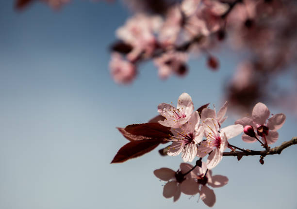 Cherry blossom flowers close up with blurred background and copy space