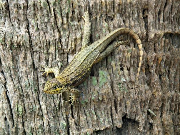 Curly-tailed lizard (Leiocephalus carinatus) resting on a tree Curly-tailed lizard on the side of a tree northern curly tailed lizard leiocephalus carinatus stock pictures, royalty-free photos & images