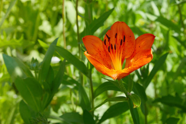 range lily, fire lily, tiger lily Lilium bulbiferum, commonly known as orange lily, fire lily, tiger lily. red tiger lily stock pictures, royalty-free photos & images