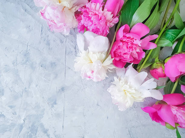istock fresh peony on gray concrete background 1154442737