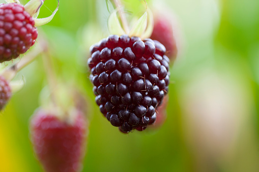 Close-up of wild blackberries on the vine