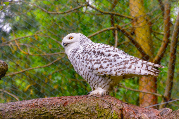 Snow owl in the wild