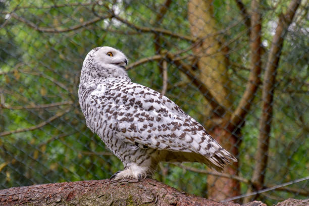 istock Snow owl in the wild 1154444989