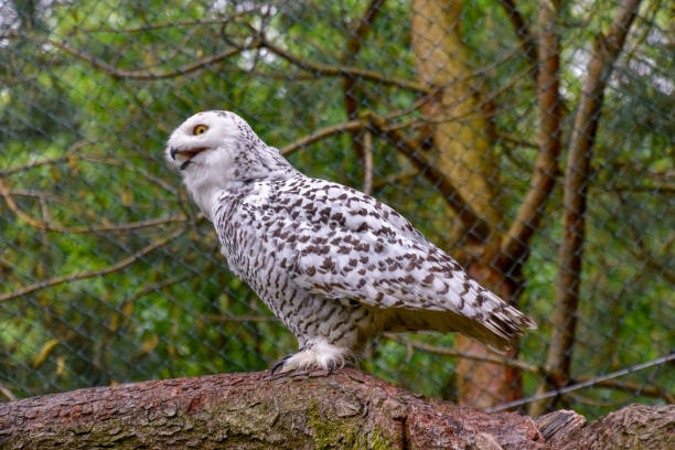 istock Snow owl in the wild 1154445093