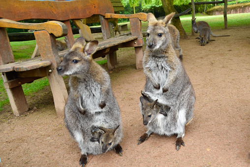 Kangaroos with baby in a pouch