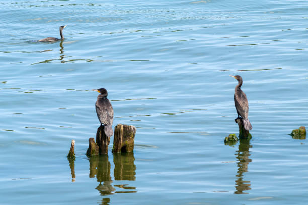 istock Great cormorants (Phalacrocorax carbo). South pier 1154446451