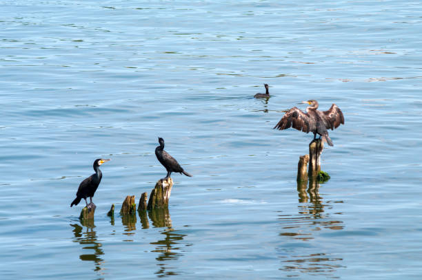 istock Great cormorants (Phalacrocorax carbo). South pier 1154446471