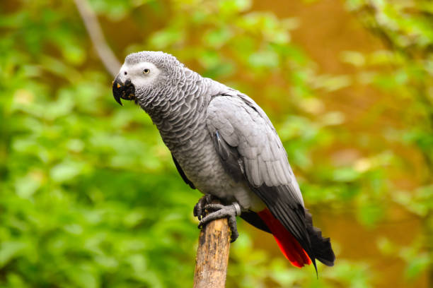 istock Grey parrot in the great outdoors 1154446614