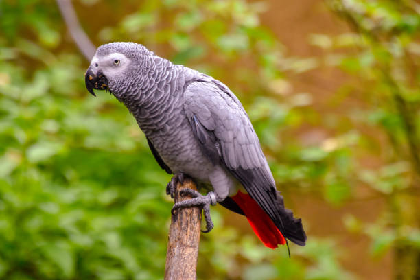 istock Grey parrot in the great outdoors 1154446652