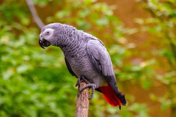 istock Grey parrot in the great outdoors 1154446692