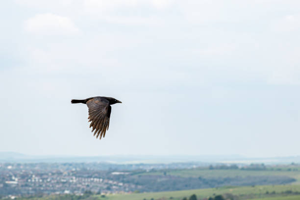 Crow on the rocks near St Mary's Island, Whitley Bay.