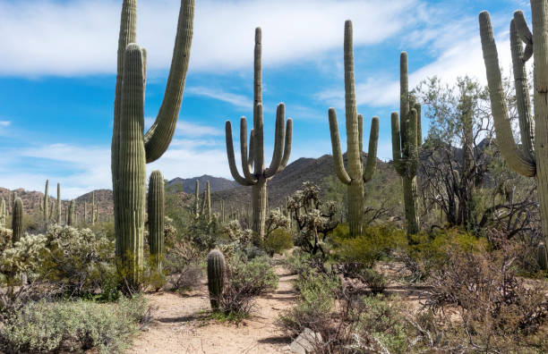 istock Desert Saguaro Landscape 1154446970