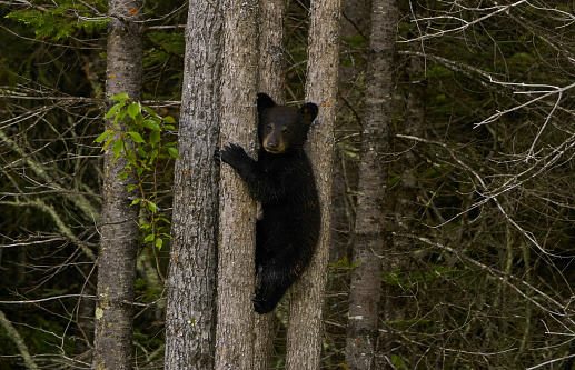Wild American Black Bear baby cubs in the dense forests of Northern Minnesota, USA.
