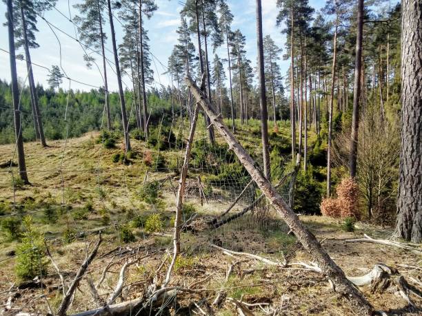 istock The beautiful forest in the morning 1154448292