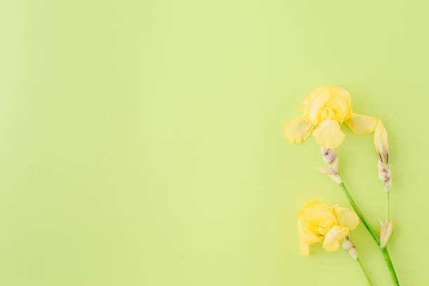 istock Flat lay composition with yellow irises on a green background 1154450673
