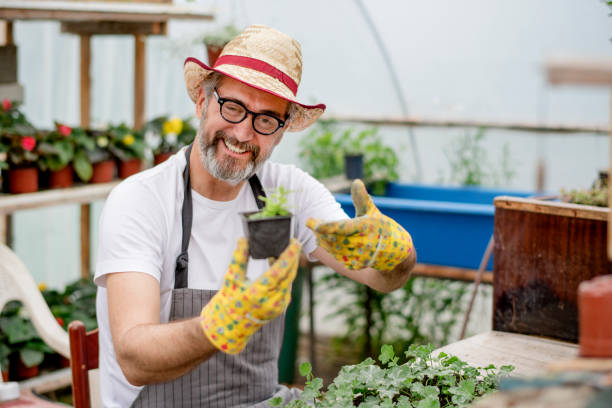 istock Senior gardener planting flowers. 1154451346