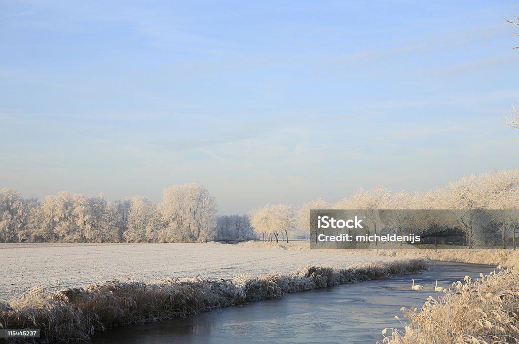 Зимние канал с Swans - Стоковые фото Белый роялти-фри