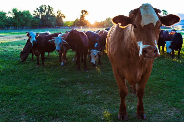 istock Hereford Cattle in a Pasture at Sunset 1154453053