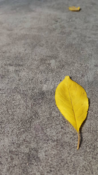 istock Lonely yellow leaf on rough cement floor background. Minimal autumn background. Autumnal foliage backdrop. Fall grunge texture. 1154453380