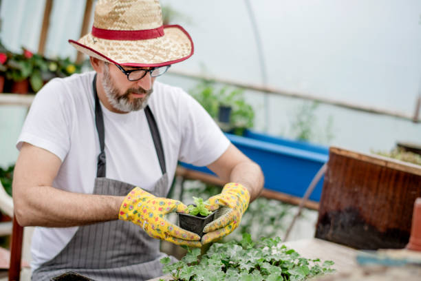 istock Senior gardener planting flowers. 1154454294