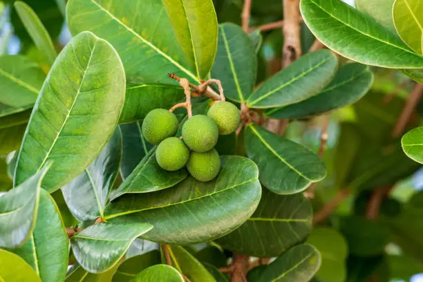 A shortleaf fig plant
