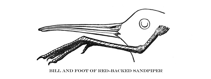 From New England Bird Life 1883.