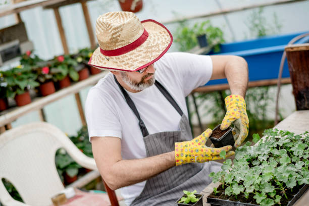 istock Mature gardener planting flowers. 1154454982