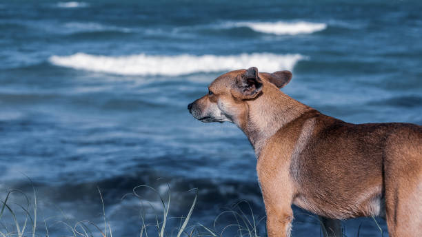 istock Street dog on Paiva beach 1154455816