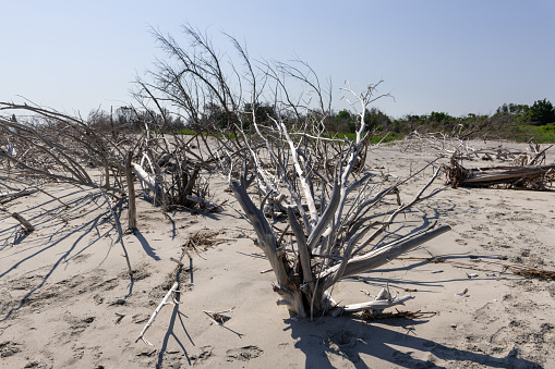 Coastal erosion due to rising sea levels leaves dead tree stumps and driftwood at Hunting Island State Park in South Carolina, United States.