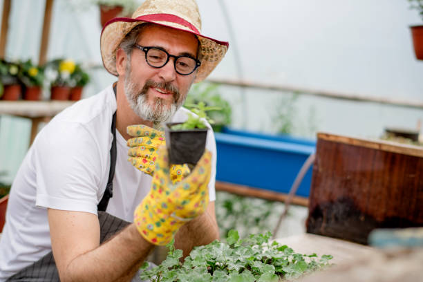 istock Mature gardener planting flowers. 1154456360