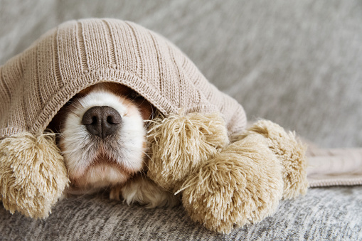 SICK, PLAYFUL  OR SCARED CAVALIER DOG COVERED WITH A WARM  TASSEL BLANKET