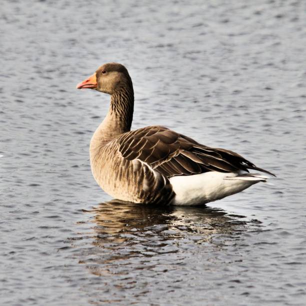istock A picture of a Greylag Goose 1154458935