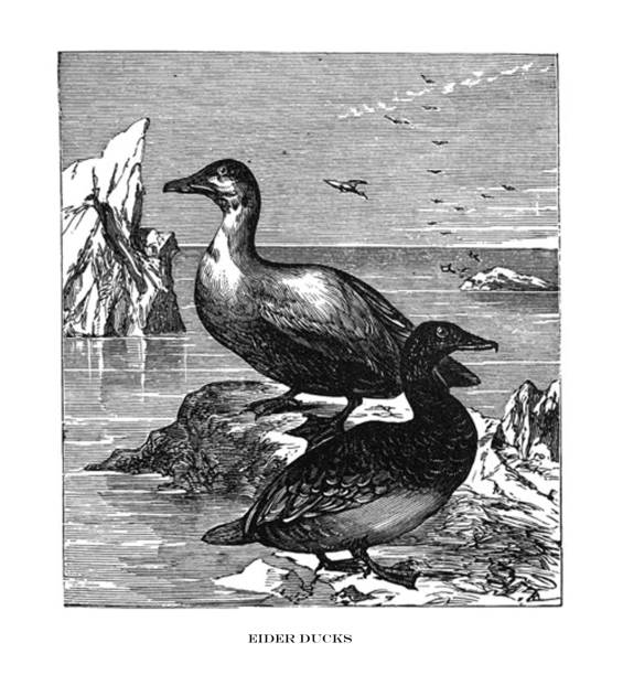 istock Antique bird illustration - Eider Ducks - Somateria Mollissima Dresseri 1154458975